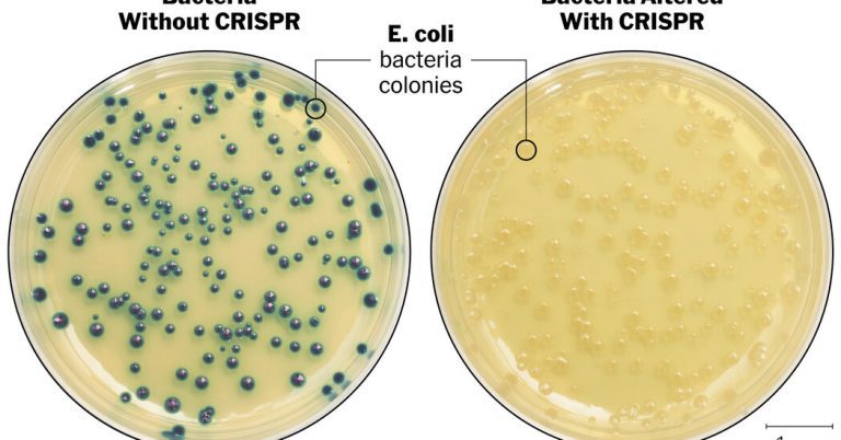 CRISPR in the Classroom – The New York Times