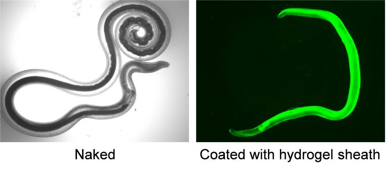 Custom suits for worms that can deliver functional cargo