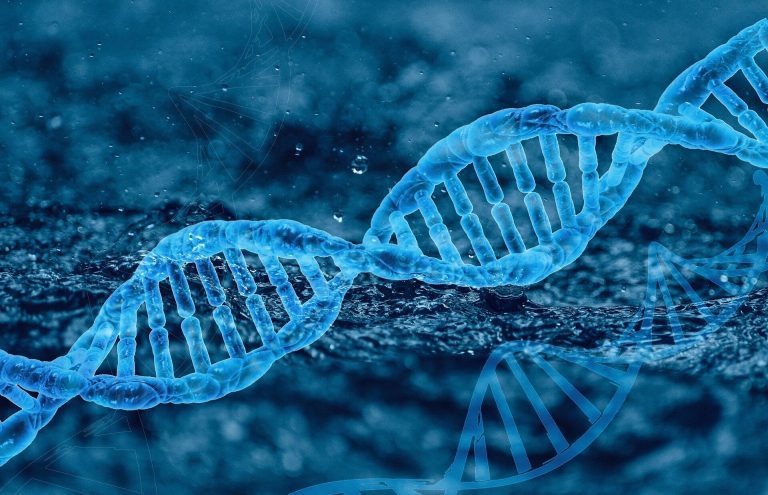 DNA evolves at different rates, depending on chromosome structure