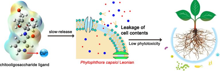 Exploring novel slow-release organic copper fungicides