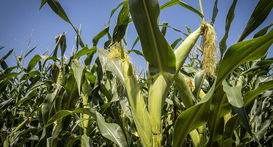 Genetically modified corn found to not damage non-target organisms