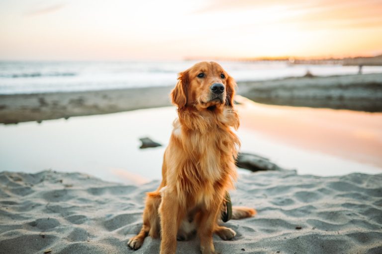 Update on Golden Retriever Lifetime Study published