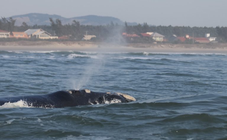 Whale mothers choose nursery sites in shallow waters where predators cannot ‘eavesdrop’ on communication with young