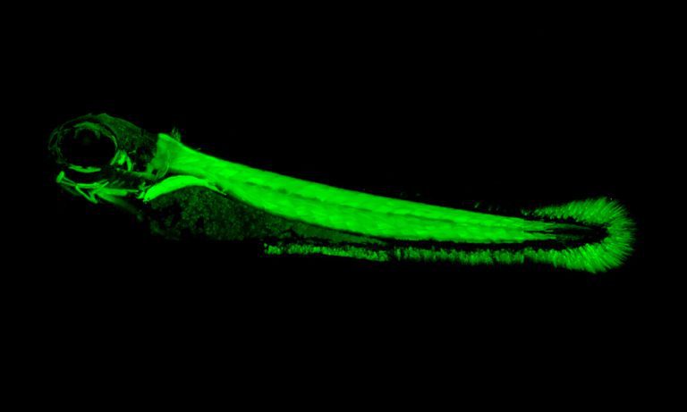 How electric fish were able to evolve electric organs