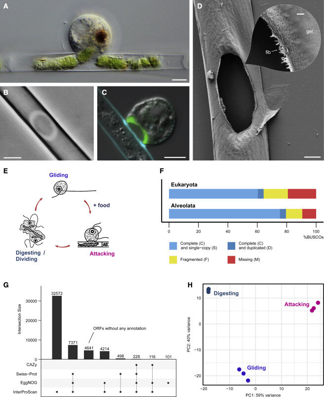 How protists crack the walls of algae