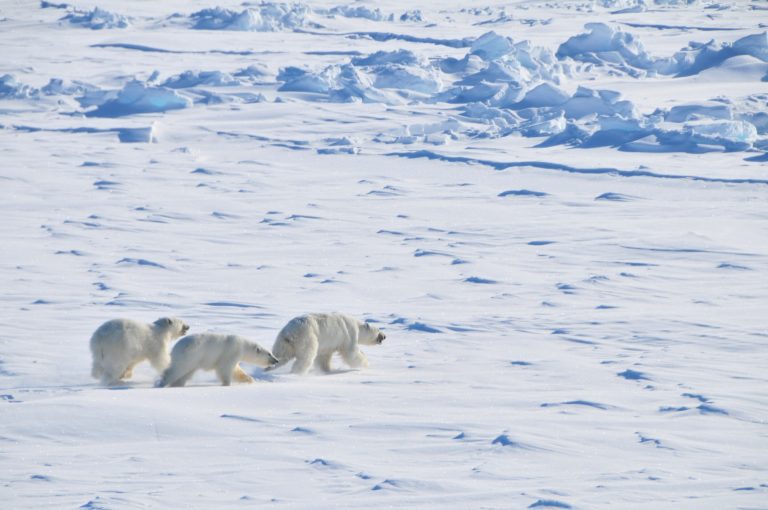 What the tangled history of polar bear and brown bear relations tells us