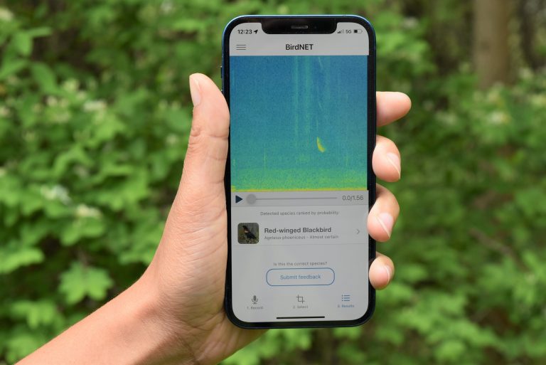 Identifying bird species by sound, an app opens new avenues for citizen science