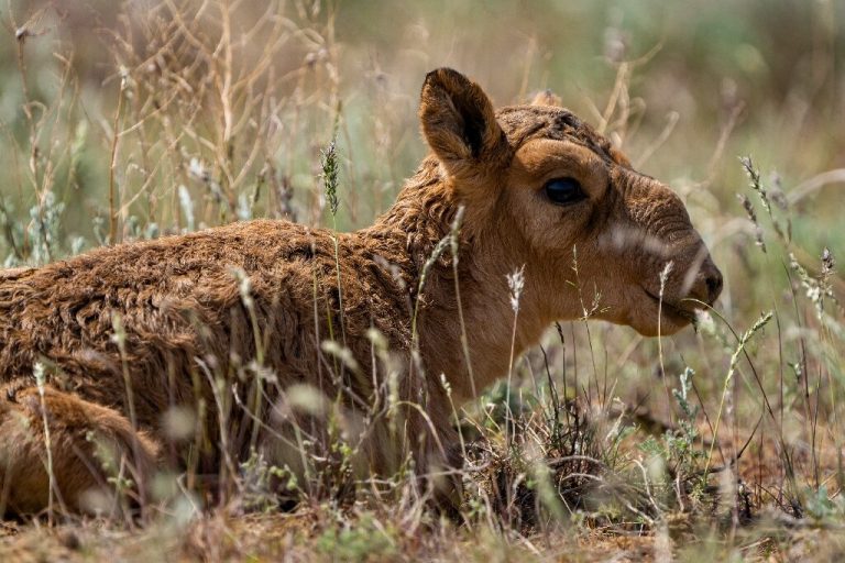 Kazakhstan mulls endangered antelope cull after population boom