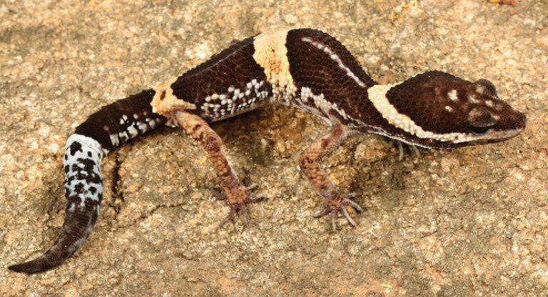 India’s relic forests reveal a new species of leopard gecko