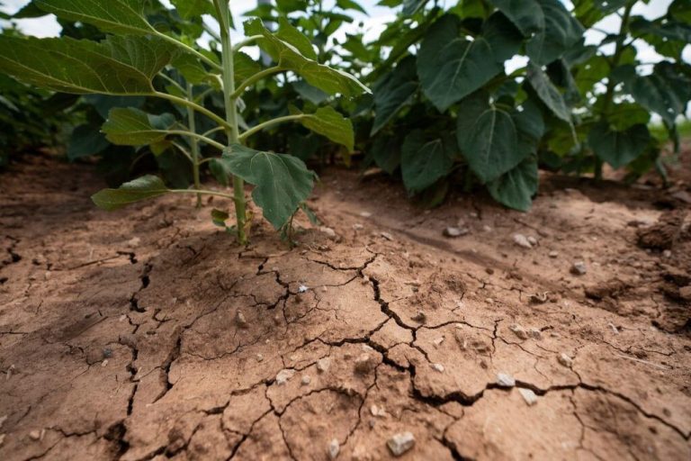 Intense drought conditions could make this summer one of the hottest in Texas history