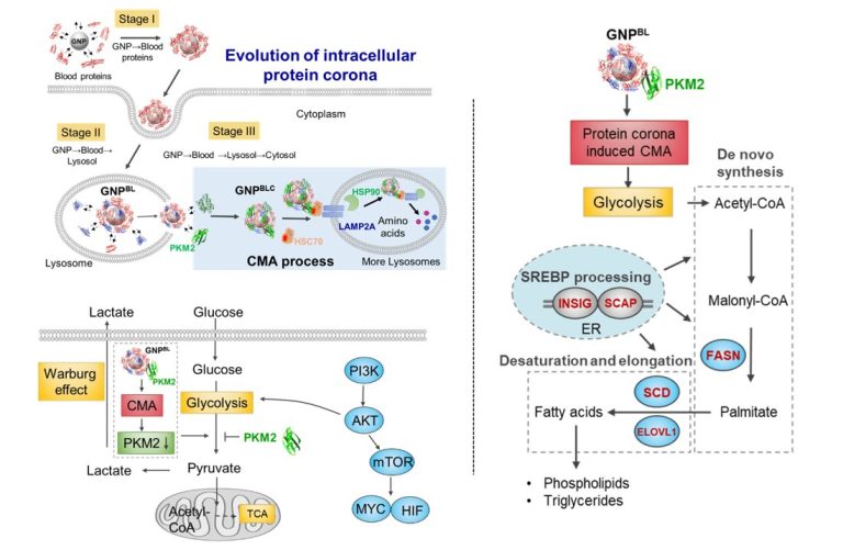 Nano-protein corona perturbs protein homeostasis and remodels cell metabolism