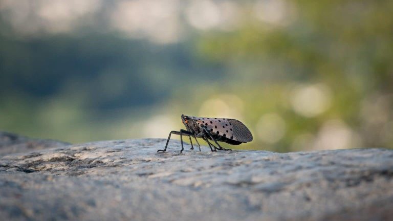 Invasive insect that kills grapes could reach California wine region by 2027