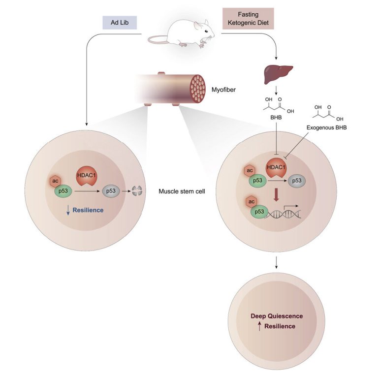 Ketogenic diet helps mouse muscle stem cells survive stress, study finds