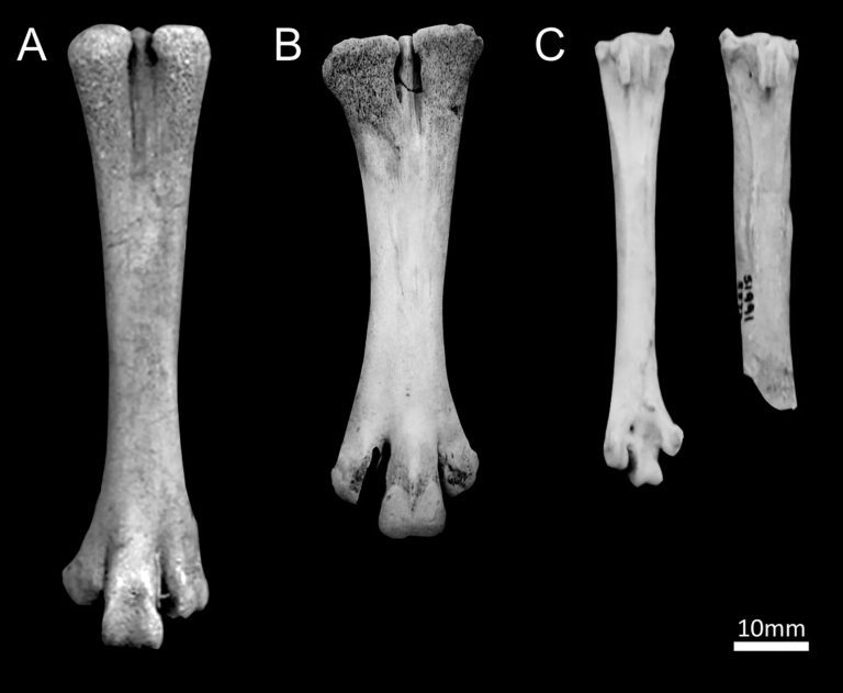 New evidence about when, where, and how chickens were domesticated