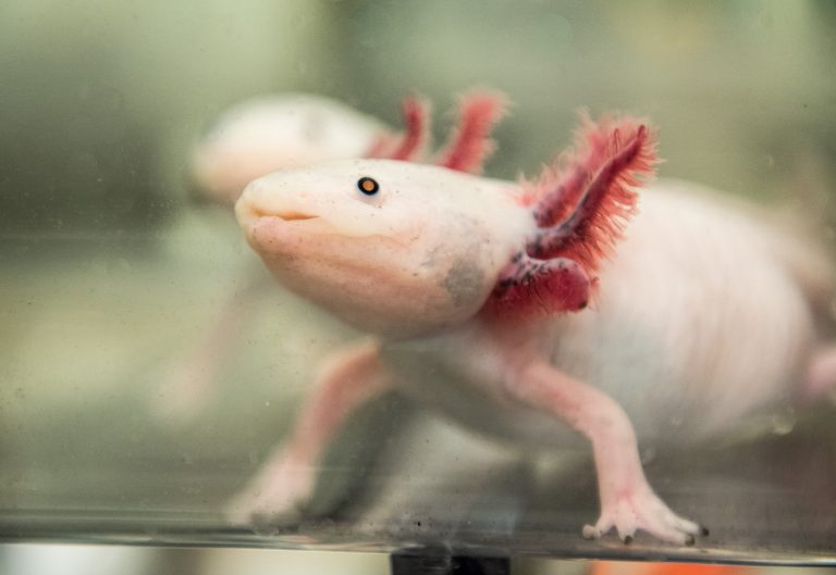 The scientist helping to develop the axolotl as a model