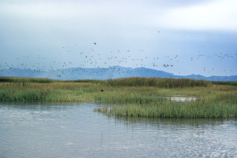 New research finds toxic metals absorbed by Great Salt Lake plants and insects