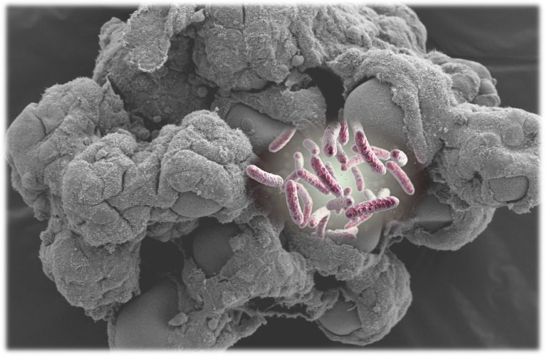 Microgravity analog culture profoundly affects microbial infection process in 3-D human tissue models, a new study finds