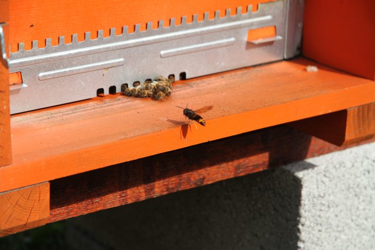 More and more people are becoming aware of the dangers posed by invasive hornets