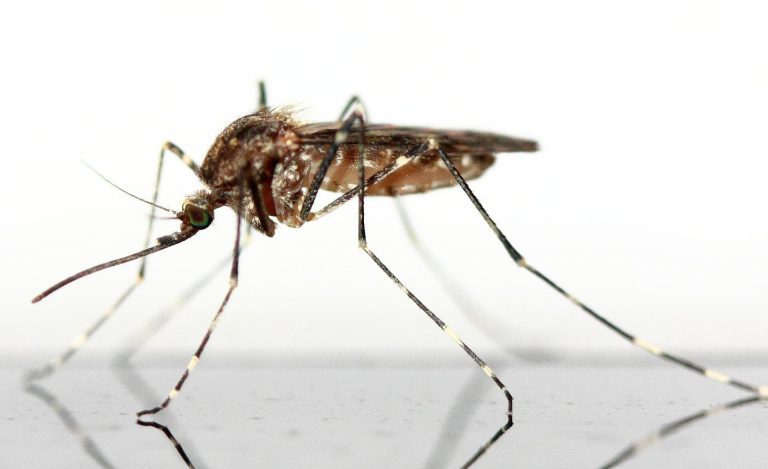 Discovery of mosquito survival tactics leaves room for new disease vector control tactics