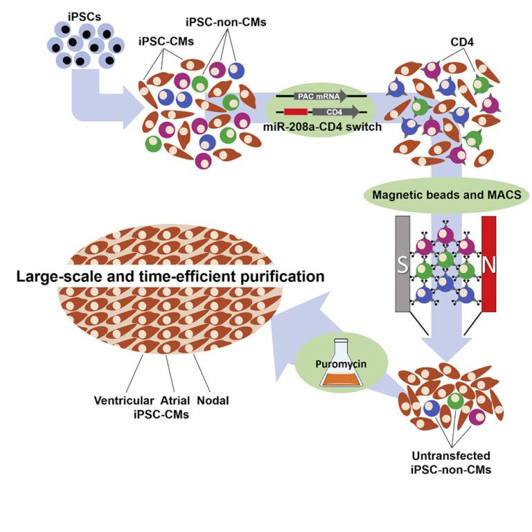 New method for cell sorting utilizing microRNA switch and magnetic microbeads