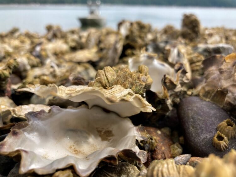 Heat wave of 2021 created ‘perfect storm’ for shellfish die-off