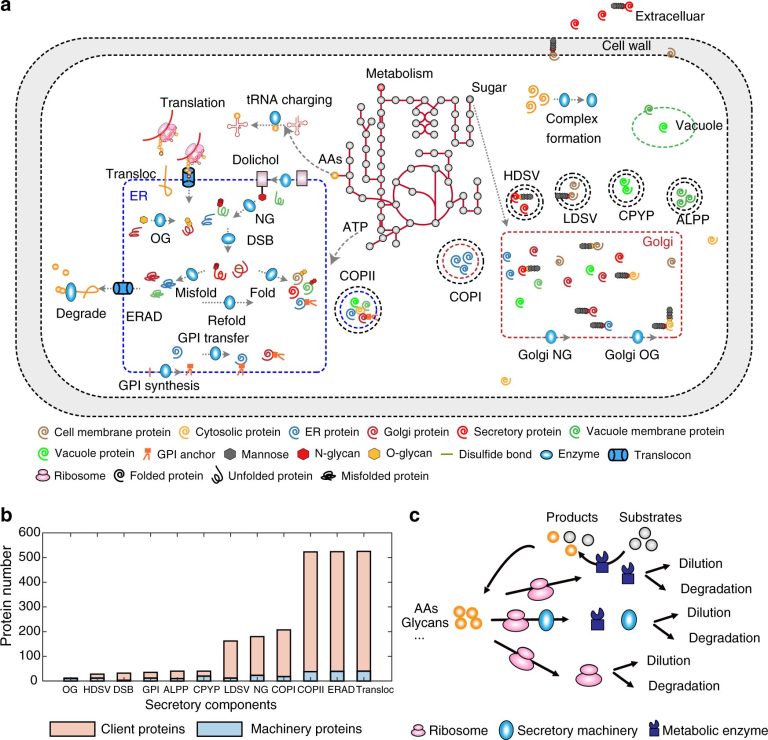 New yeast model can improve protein production