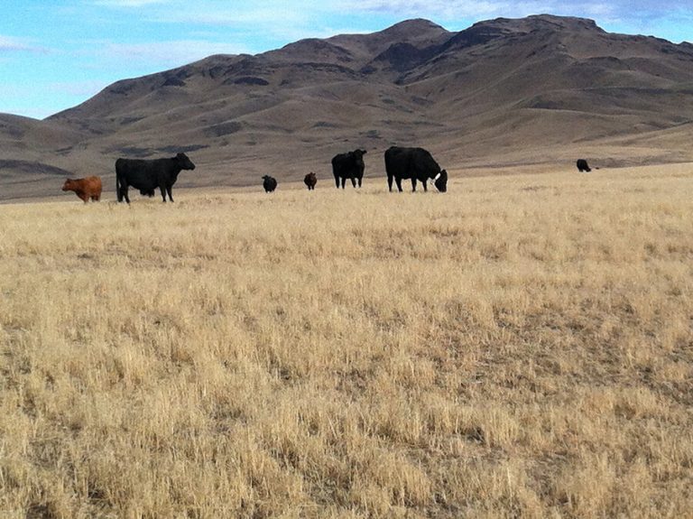 Off-season cattle grazing to help control fire danger from invasive cheatgrass