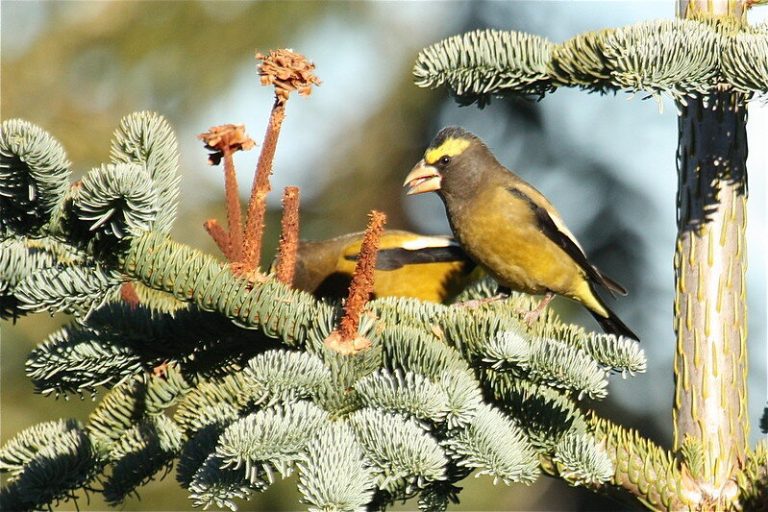 New survey suggests charismatic songbird’s numbers have dramatically declined