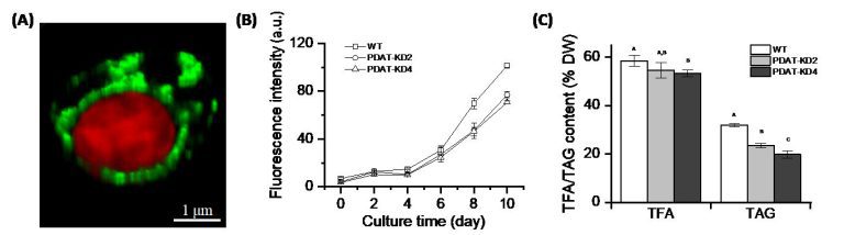 PDAT regulates phosphatidylethanolamine as transient carbon sink alternative to triacylglycerol in nannochloropsis