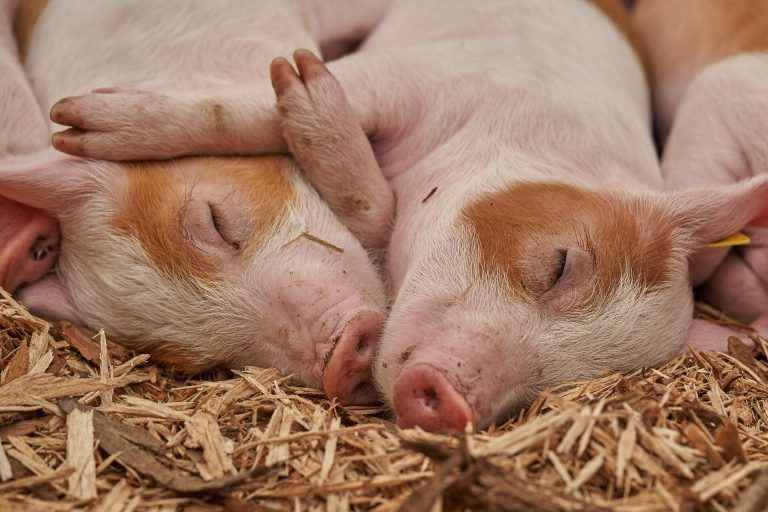 Researchers create rapid test for deadly infections in livestock, starting with pigs