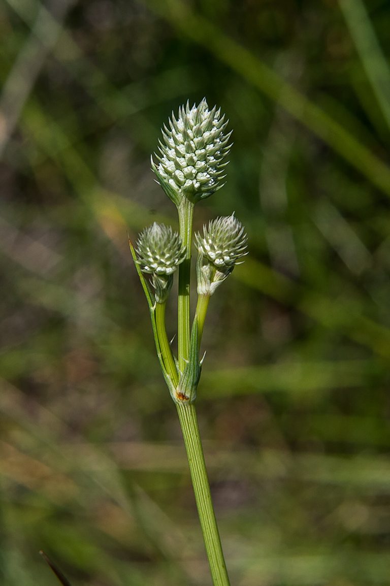 Rare wetland plant found in Arizona now listed as endangered