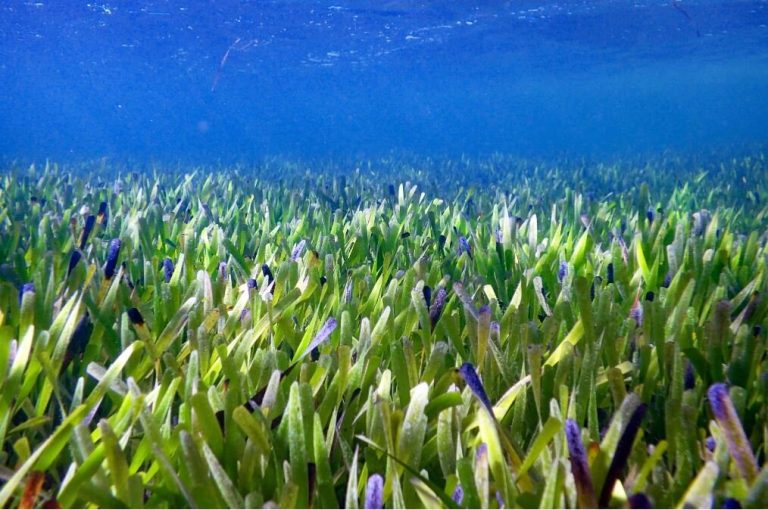 A 180 km seagrass field found to be one immense clonal plant