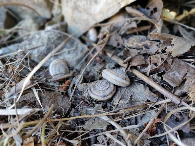 Researchers identify the microbes in 100-year-old snail guts