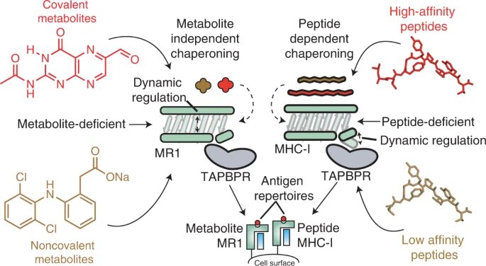 Researchers uncover molecular basis of antigen processing for cancer target MR1