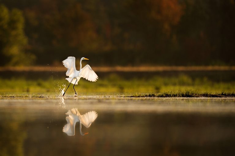 How Minnesota’s little, polluted Crow River clouds the Mississippi