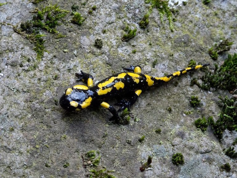 How will climate change affect the geographic range of salamander species in the U.S. and Canada?