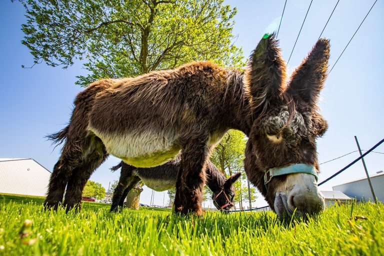 Saving an endangered breed of donkey