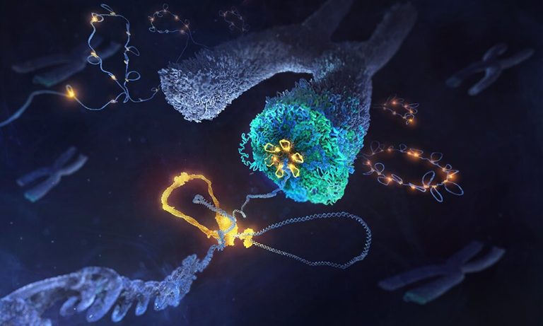 Uncovering the inner workings of the molecular machinery that shapes chromosomes during cell division