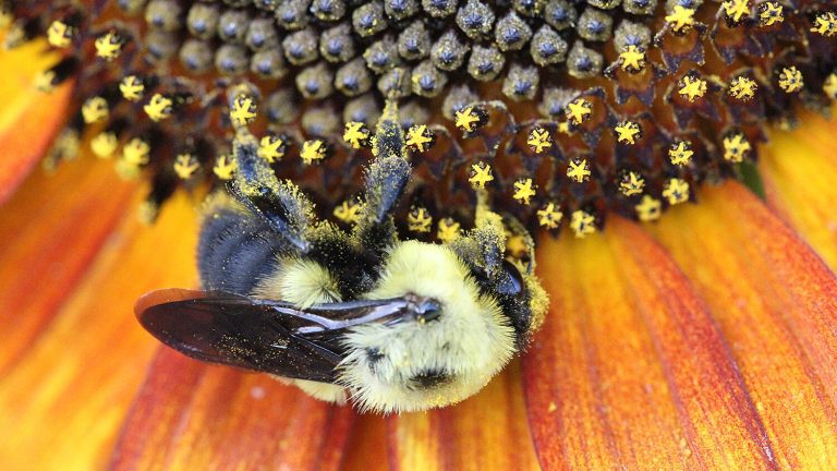 Shorter, wider flowers may transmit more parasites to bees