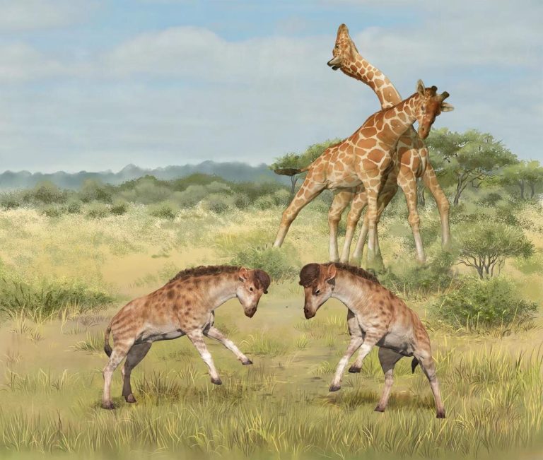 Strange fossil solves giraffe evolutionary mystery