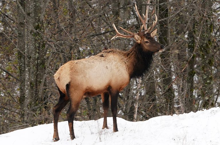 Study finds elk hoof disease may affect antlers