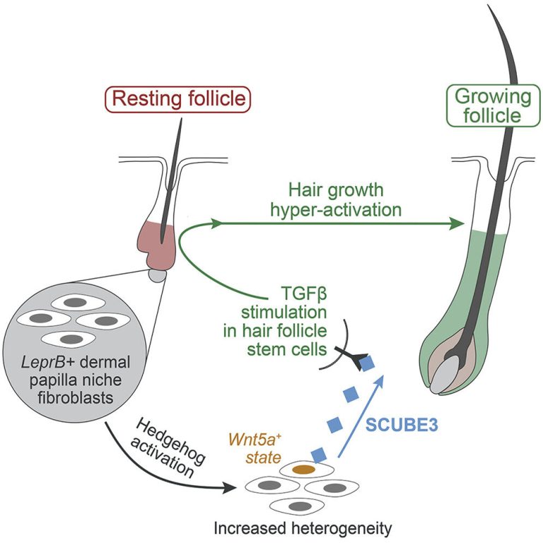 Team discovers signaling molecule that potently stimulates hair growth