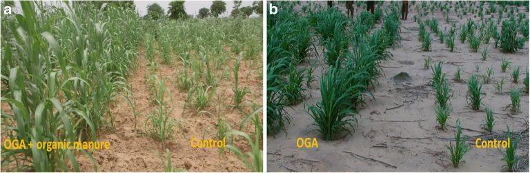 Testing the use of human urine as a natural fertilizer for crops