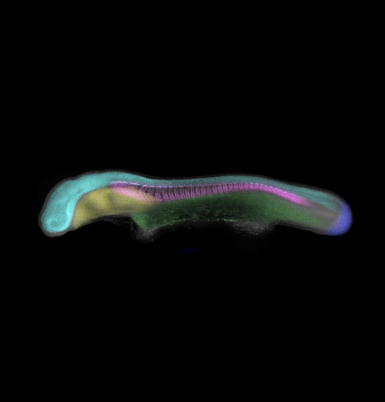 The evolution of evolutionary developmental biology