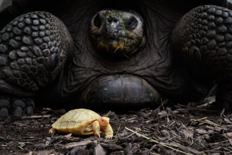 Rare albino Galapagos giant tortoise born in Swiss zoo