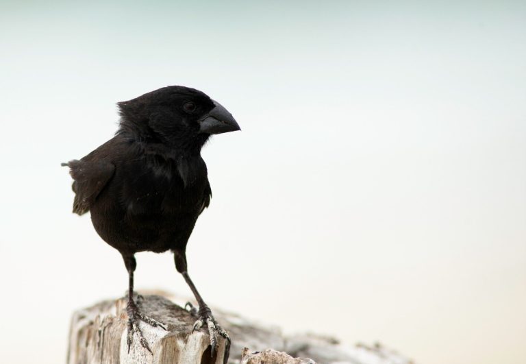 The secret lives of Darwin’s finches reveal daily commutes equal to the area of 30 soccer fields