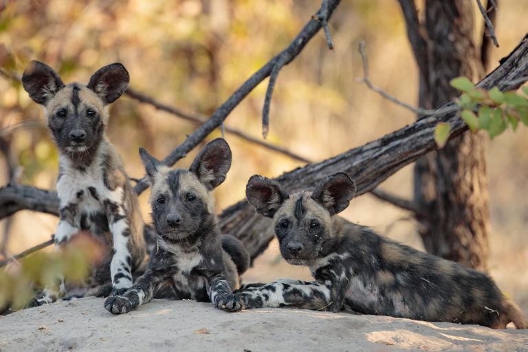 Top predators could ‘trap’ themselves trying to adapt to climate change, study shows