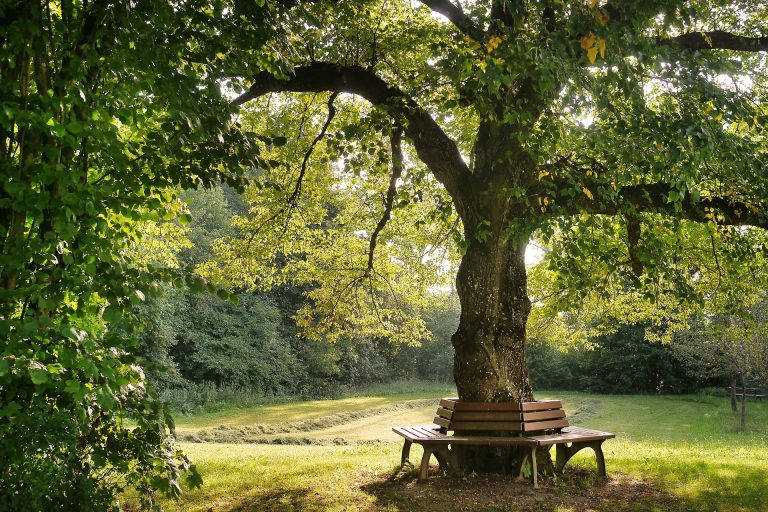 LA needs 90,000 trees to battle extreme heat. Will residents step up to plant them?