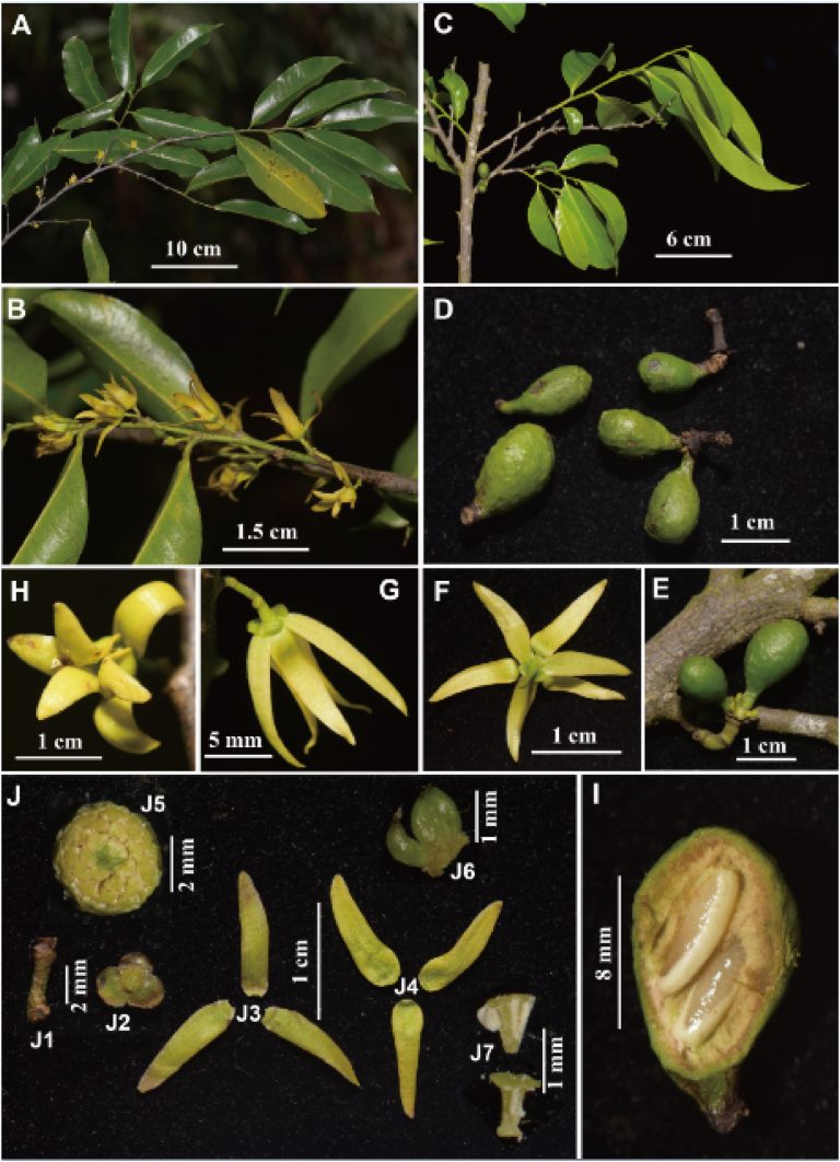 Two new polyalthiopsis species reported from China