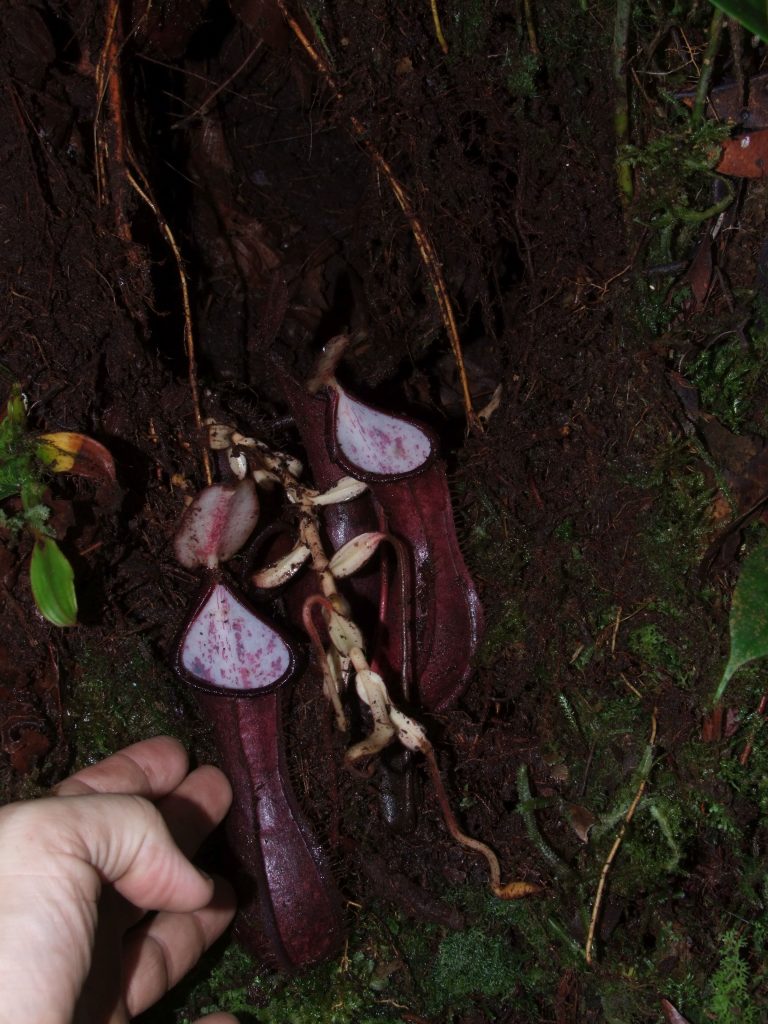 The first species of pitcher plant to dine on subterranean prey